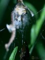 /album/arachnida/araneus-diadematus-2-jpg/